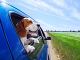 Cestování se psem v autě