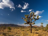 Joshua Tree National Park - v žáru mohavské pouště