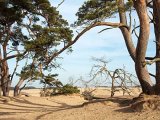 Národní park De Hoge Veluwe